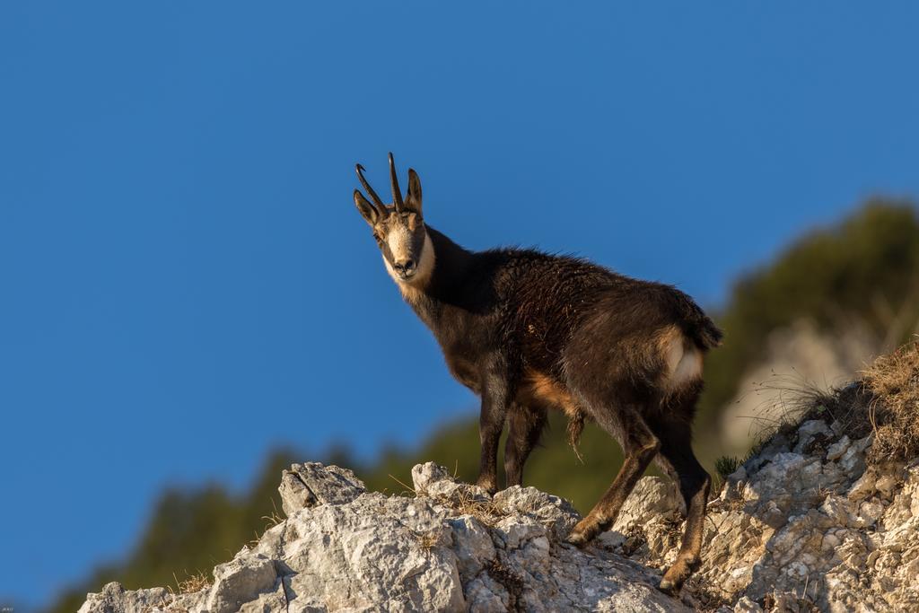 Brunarica Bled Zatrnik Pokljuka Esterno foto