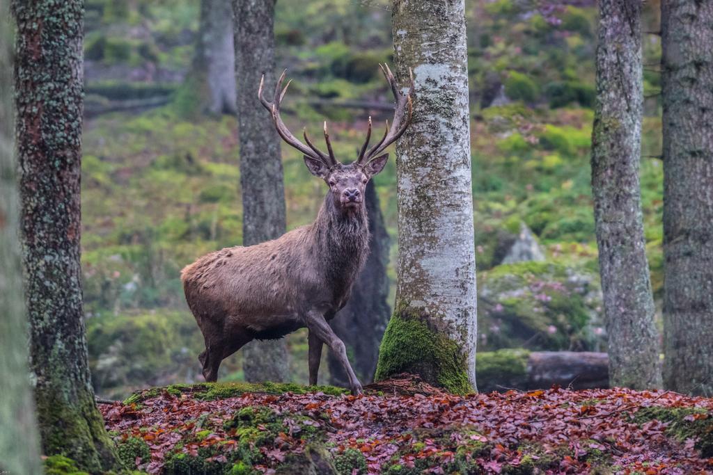 Brunarica Bled Zatrnik Pokljuka Esterno foto
