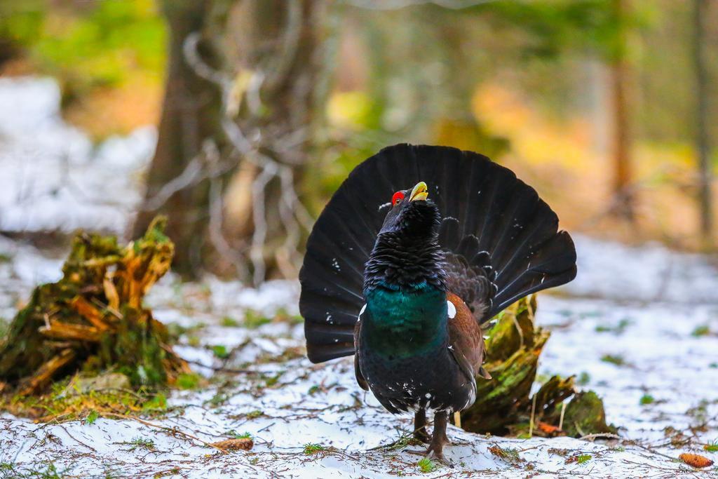 Brunarica Bled Zatrnik Pokljuka Esterno foto